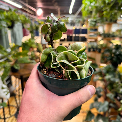 Hoya Rope Variegated, Indoor / Outdoor Houseplants