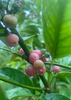 Glycosmis pentaphylla, Gin Berry, Ginberry Shrub / Tree - Live Plant