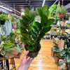 Zamioculas Zamiifolia 'ZZ', Indoor / Outdoor Houseplants