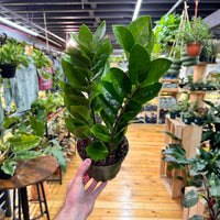 Zamioculas Zamiifolia 'ZZ', Indoor / Outdoor Houseplants