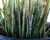 Euphorbia Antisyphilitica, Candelilla Succulent Plant
