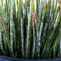 Euphorbia Antisyphilitica, Candelilla Succulent Plant