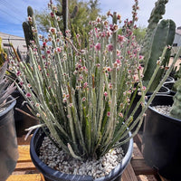 Euphorbia Antisyphilitica, Candelilla Succulent Plant
