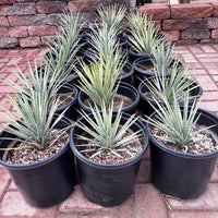 Yucca Brevifolia, Succulent Plant Joshua Tree