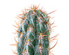 Oreocereus Trolli Cactus Plant,  Old Man of the Andes