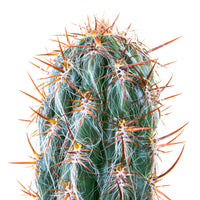Oreocereus Trolli Cactus Plant,  Old Man of the Andes