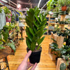 Zamioculas Zamiifolia 'ZZ', Indoor / Outdoor Houseplants
