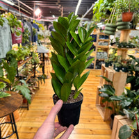 Zamioculas Zamiifolia 'ZZ', Indoor / Outdoor Houseplants