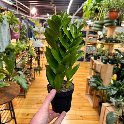 Zamioculas Zamiifolia 'ZZ', Indoor / Outdoor Houseplants