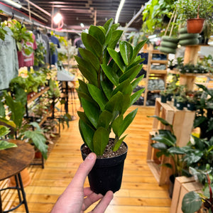 Zamioculas Zamiifolia 'ZZ', Indoor / Outdoor Houseplants