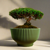 Bonsai Pot with Drainage & Tray In Many Colors & Sizes