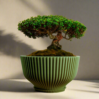 Bonsai Pot with Drainage & Tray In Many Colors & Sizes