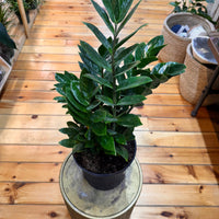 Zamioculas Zamiifolia 'ZZ', Indoor / Outdoor Houseplants