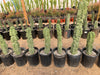 Lophocereus Schotti Var Monstrosus, Totem Pole 'Major' Cactus Plant
