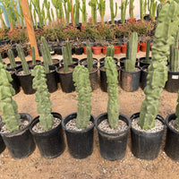 Lophocereus Schotti Var Monstrosus, Totem Pole 'Major' Cactus Plant