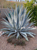 Agave Franzosinii Succulent Landscaping Plant