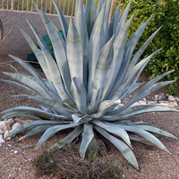 Agave Franzosinii Succulent Landscaping Plant