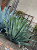 Agave Weberi, Succulent Landscape Plant