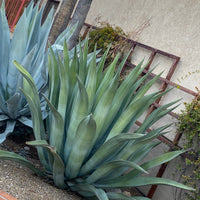 Agave Weberi, Succulent Landscape Plant
