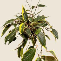 Hoya Macrophylla, Indoor / Outdoor Houseplants
