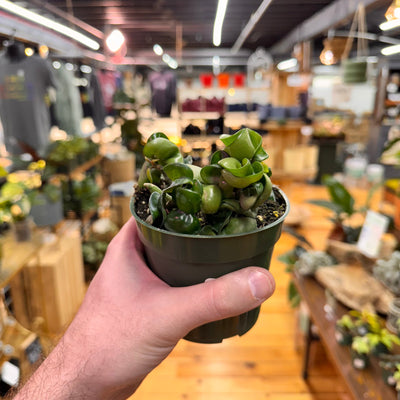 Live Hoya Rope Plant, Indoor/ Outdoor Houseplants
