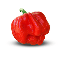 7 Pot Jonah Pepper Seeds, Super Hot Garden Vegetables