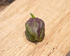7 Pot Merlot Pepper Seeds, Super HOT Garden Vegetables