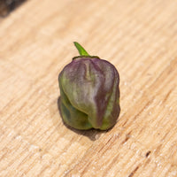 7 Pot Merlot Pepper Seeds, Super HOT Garden Vegetables