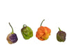 7 Pot Merlot Pepper Seeds, Super HOT Garden Vegetables