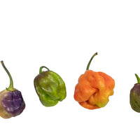 7 Pot Merlot Pepper Seeds, Super HOT Garden Vegetables