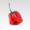 7 Pot Merlot Pepper Seeds, Super HOT Garden Vegetables