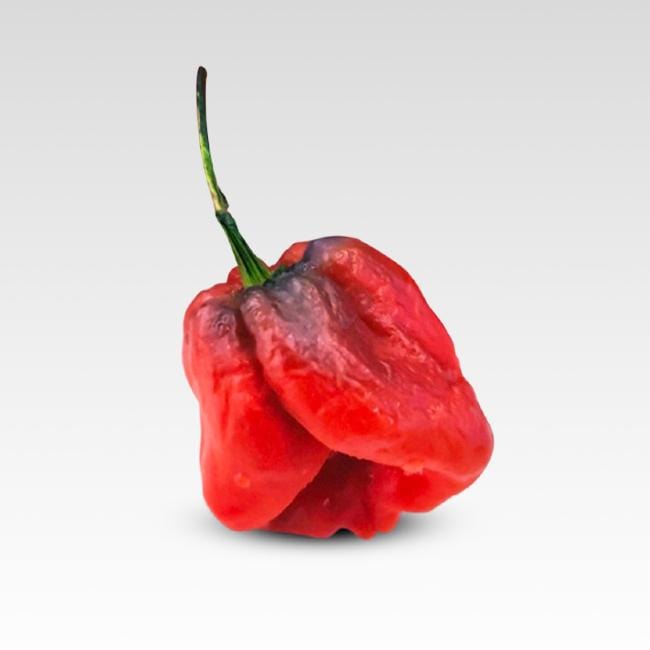 7 Pot Merlot Pepper Seeds, Super HOT Garden Vegetables