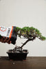 Universal Bonsai Soil Mix By Bonsai Supply