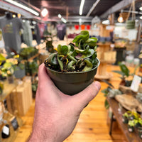 Live Hoya Rope Plant, Indoor/ Outdoor Houseplants