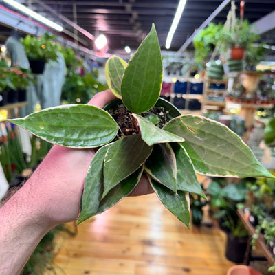 Hoya Macrophylla, Indoor / Outdoor Houseplants