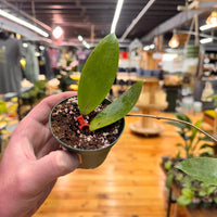 Hoya LP008, Indoor / Outdoor Houseplants