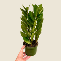 Zamioculas Zamiifolia 'ZZ', Indoor / Outdoor Houseplants