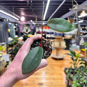 Hoya Penny's Treat, Indoor / Outdoor Houseplants