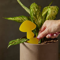 Sticky Traps for Plant Pests By Arber