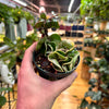Hoya Rope Variegated, Indoor / Outdoor Houseplants