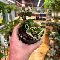 Hoya Rope Variegated, Indoor / Outdoor Houseplants