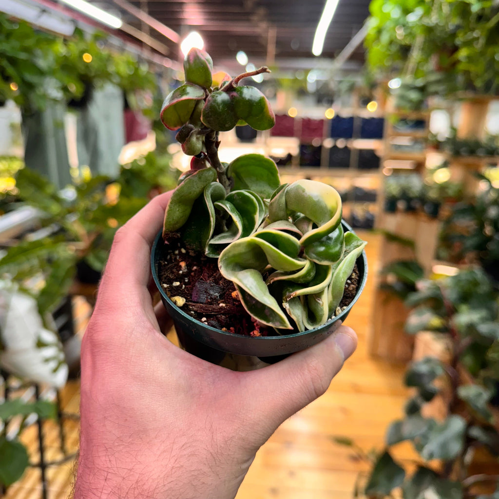 Hoya Rope Variegated, Indoor / Outdoor Houseplants