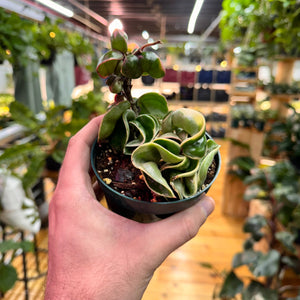 Hoya Rope Variegated, Indoor / Outdoor Houseplants