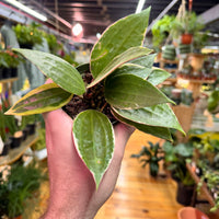 Hoya Macrophylla, Indoor / Outdoor Houseplants