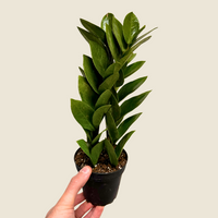Zamioculas Zamiifolia 'ZZ', Indoor / Outdoor Houseplants