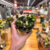 Live Hoya Rope Plant, Indoor/ Outdoor Houseplants