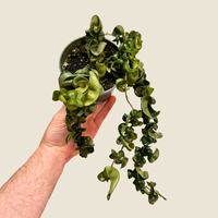 Live Hoya Rope Plant, Indoor/ Outdoor Houseplants