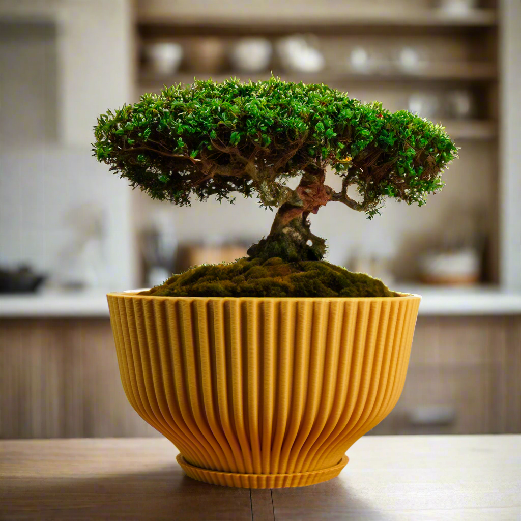 Bonsai Pot with Drainage & Tray In Many Colors & Sizes