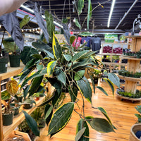 Hoya Macrophylla, Indoor / Outdoor Houseplants
