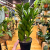 Zamioculas Zamiifolia 'ZZ', Indoor / Outdoor Houseplants